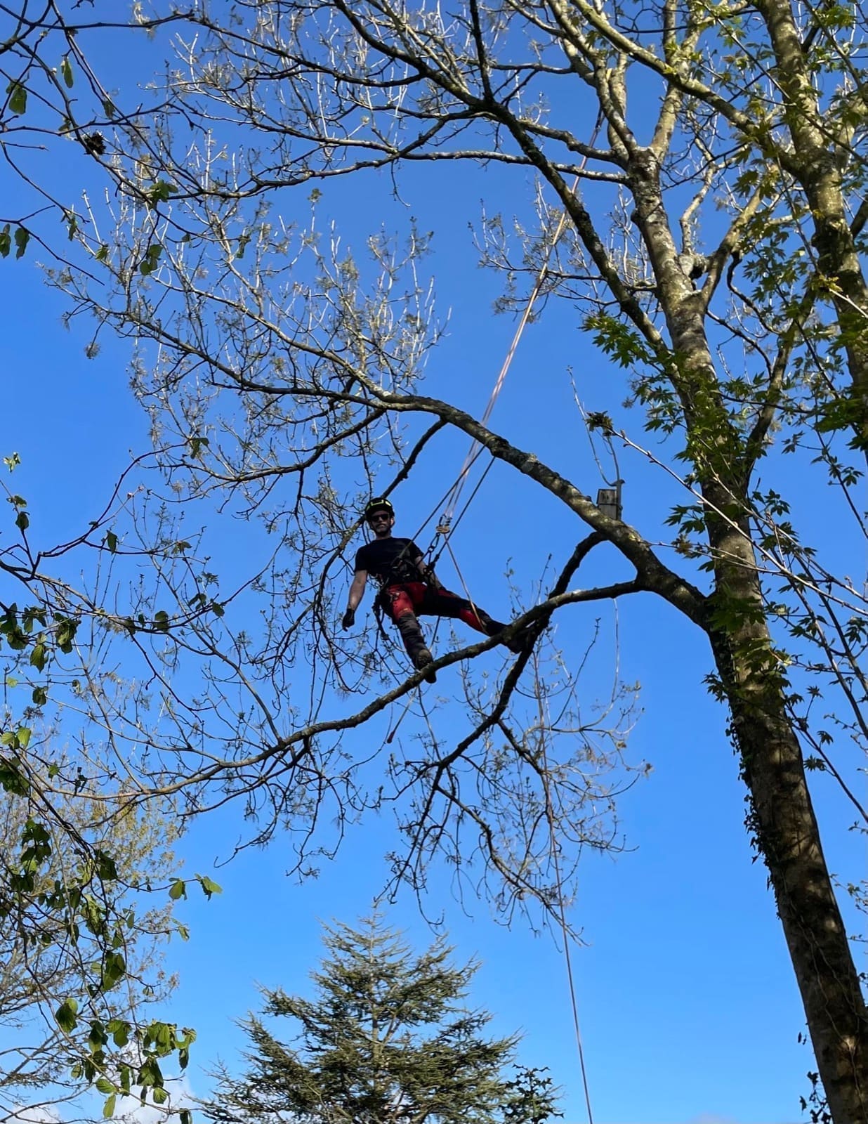 Élagage d'arbres